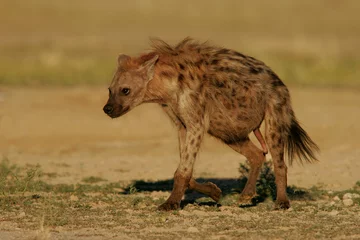  gevlekte hyena © EcoView