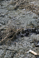 mud