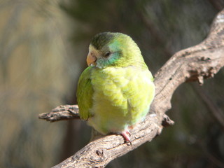 parrot