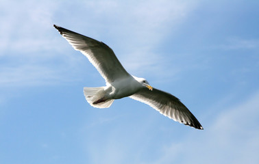 seagull in the flight