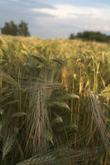 rye ears closeup
