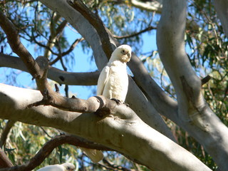 cockatiel