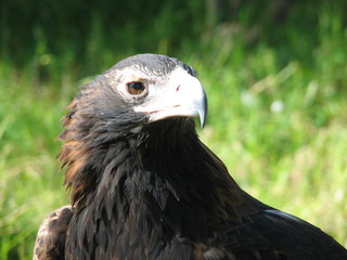 wedge tailed eagle