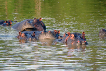 flusspferdfamilie