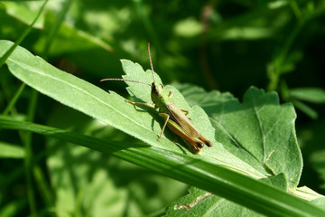 grashopper