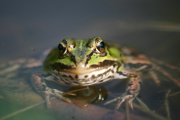 frog