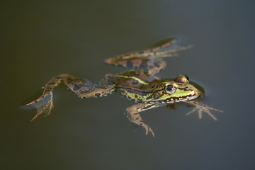 frog