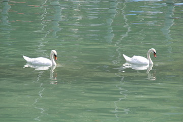 zwei schwäne auf dem bodensee