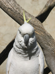 cockatoo