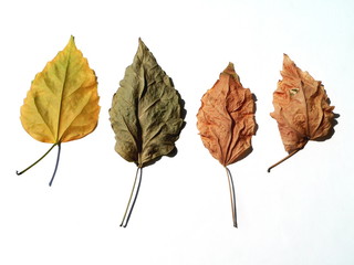 four dry leaves