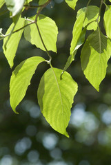backlit dogwood leaves