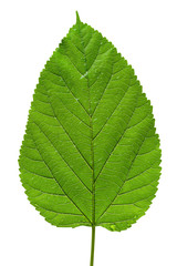 big tree leaf texture