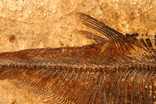 fossil fish detail