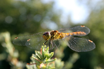 dragon fly