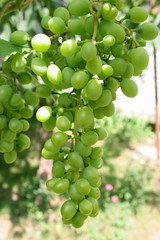 grapes