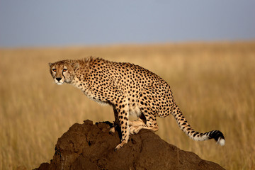 cheetah