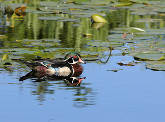 wood duck reflections