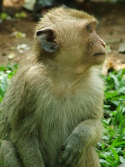 singe, cambodge