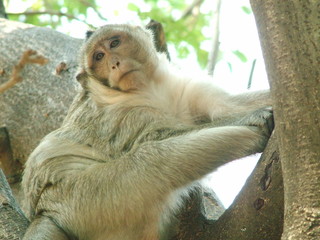 singe, cambodge