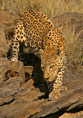 male leopard