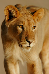 Obraz na płótnie Canvas młody lew