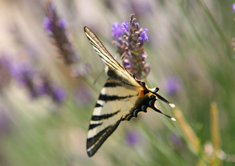 papillon machaon