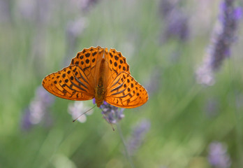 papillon orangé