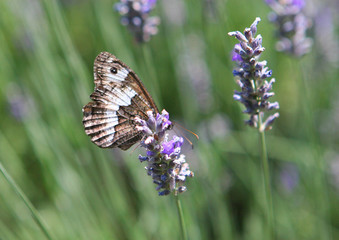 papillon sur fleur de lavande