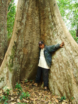 arbre, laos
