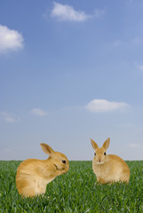 lapin dans le jardin