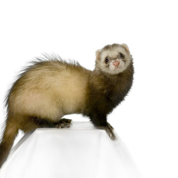 furet