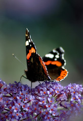 red admiral