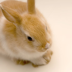 close-up sur un lapin