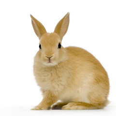 lapin sur fond blanc