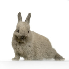 lapin sur fond blanc