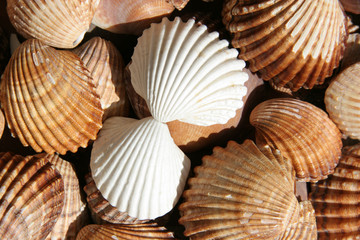 weiße muscheln 2 © Claus Mikosch