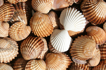 weiße muscheln
