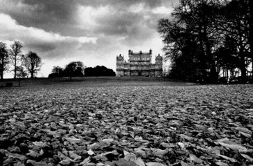 leaves in wollaton park