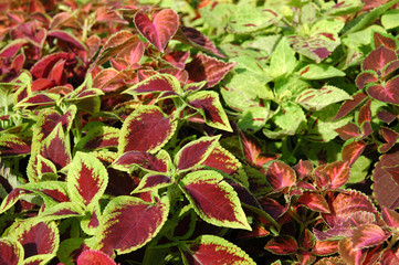 red and green leaves