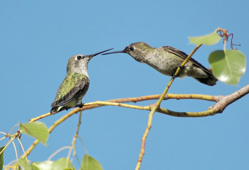 Fototapeta na wymiar dwa kolibry na oddziały