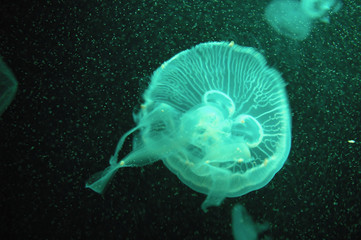 green jellyfish