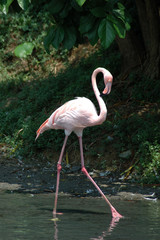 greater flamingo