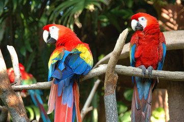 scarlet macaw