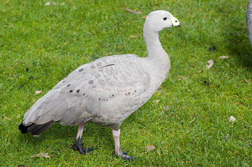 cape barren goose
