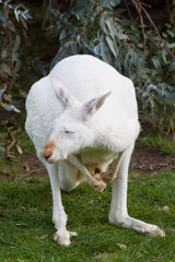 Photo sur Plexiglas Kangourou mature albino kangaroo
