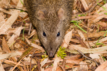 potoroo head