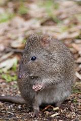 potoroo eating a pellet