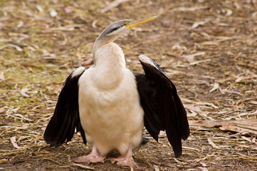 cormorant drying its wings