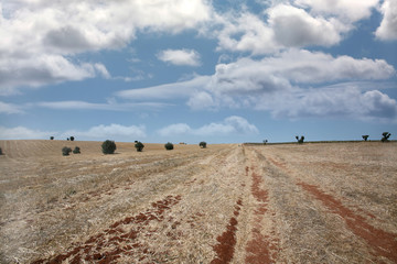 Obraz premium field landscape 2