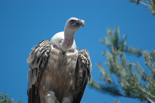 vautour 4